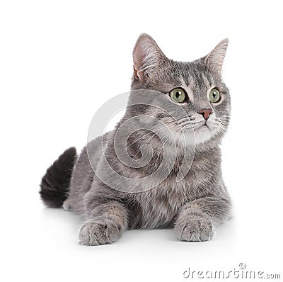 Portrait of gray tabby cat on white background Stock Photo