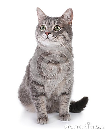 Portrait of gray tabby cat on white background Stock Photo