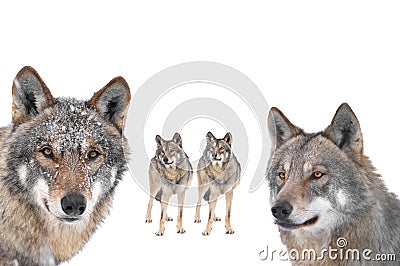 Portrait of gray wolfs isolated on white Stock Photo