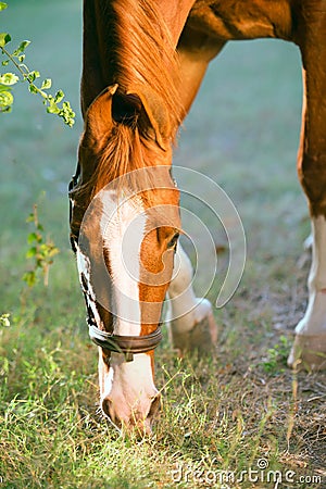 Portrait of grazing chestnut Marwari mare . India Stock Photo