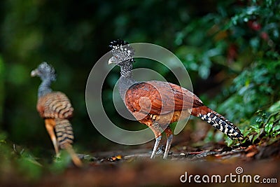 Portrait of Great Curassow, Crax rubra, Costa Rica. Two wild bird in the nature habitat. Curassow in the dark forest. Wildlife sce Stock Photo