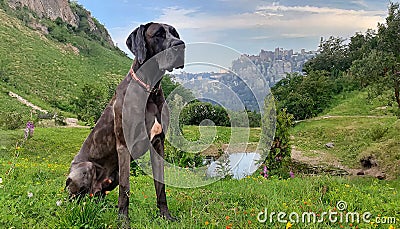 portrait of a Great Dane puppy on a country path Stock Photo