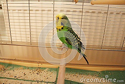 Portrait of a green budgie in a cage Stock Photo