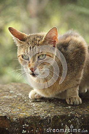 Portrait of green eyes cat Stock Photo