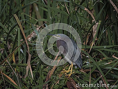 Portrait of a Green Heron in the Swamp Stock Photo