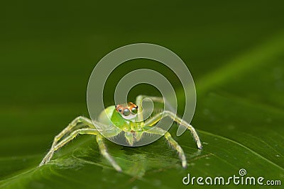 Portrait of Green Jumping spider, Epeus flavobilineatu Stock Photo