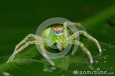 Portrait of green jumping spider epeus flavobilineatus salticidae Stock Photo