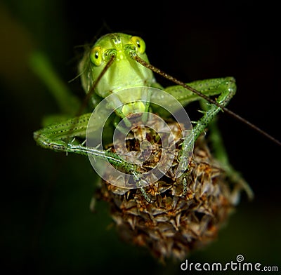 Portrait of a green locust Stock Photo