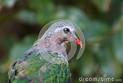 Grey-capped Emerald Dove Stock Photo