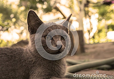 Portrait of grey highbred cat filtered Stock Photo