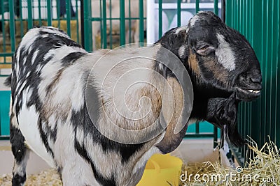 Portrait of grey Nubian goat at agricultural animal exhibition, trade show Stock Photo