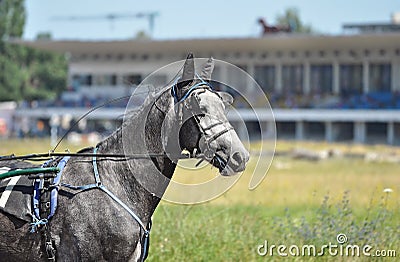 Portrait of a grey Orlov horse in motion on hippodrome Stock Photo