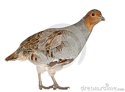 Portrait of Grey Partridge Stock Photo