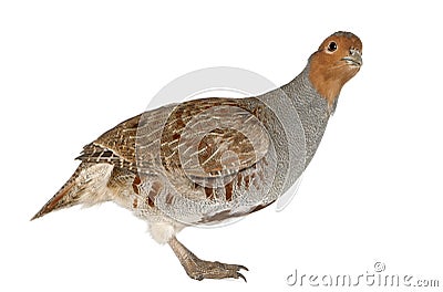 Portrait of Grey Partridge, Perdix perdix, also known as the English Partridge, Hungarian Partridge, or Hun Stock Photo