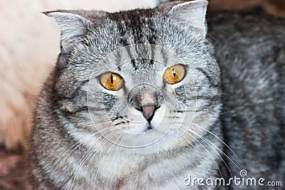 Portrait of grey scottish fold cat with beautiful patterns. Tabby shorthair kitten. Cats concept. Pet friend Stock Photo