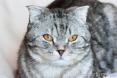 Portrait of grey scottish fold cat with beautiful patterns. Tabby shorthair kitten. Cats concept. Pet friend Stock Photo