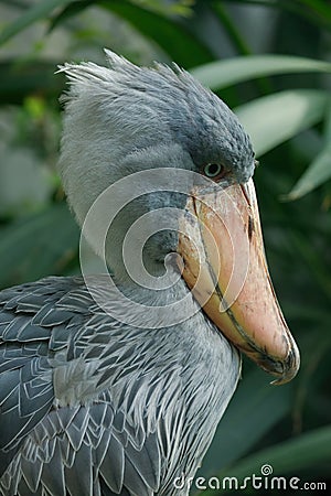 Portrait of grey shoebill, Balaeniceps rex, hidden in green vegetation. Prehistoric stork showing huge bill. Closeup of rare bird Stock Photo