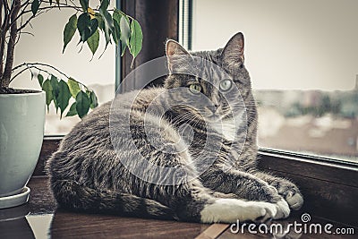 Portrait of grey tabby cat Stock Photo