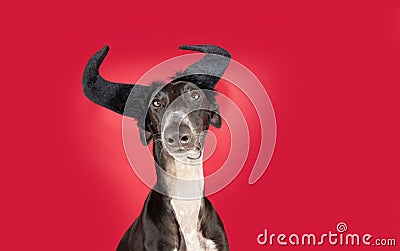 Portrait greyhound dog celebrating halloween, carnival or new year. Isolated on red or magenta background Stock Photo