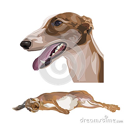 Portrait of greyhound dog Vector Illustration