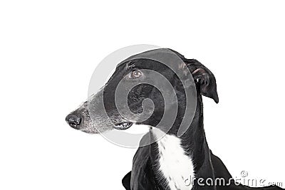 Portrait of a greyhound Stock Photo