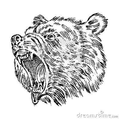 Portrait of Grizzly Bear. head of a wild animal. angry roar of a predator. Badge or emblem Vector illustration. Engraved Vector Illustration