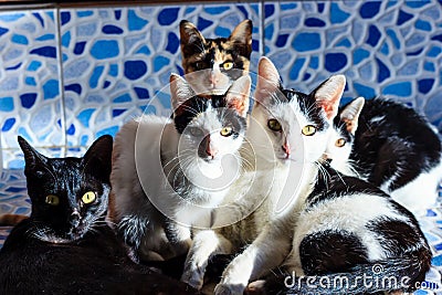 Portrait of Group Adorable breed thai kittens Stock Photo