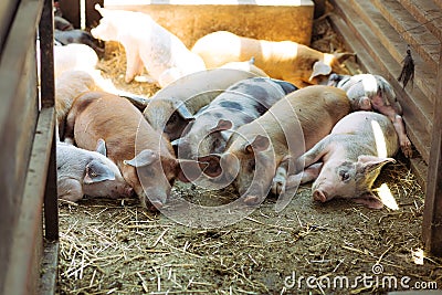 Portrait of a group of pigs on the farm Stock Photo