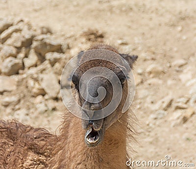 Portrait of guanaco, lama guanicoe with mouth open Stock Photo