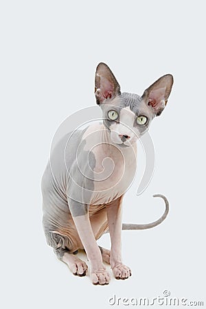 Portrait hairless sphynx cat sitting. Isolated on white background Stock Photo