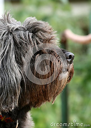 Portrait of hairy dog Stock Photo