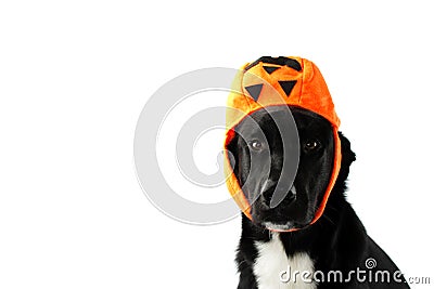 PORTRAIT HALLOWEEN DOG. BLACK PUPPY WEARING LIKE HAT A CANDY BAG PUMPIN. FUNNY TRICK OR TREAT Stock Photo