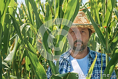 Portrait of handsome corn farmer in cultivated maize field Stock Photo