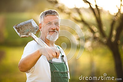 Portrait of a handsome senior man gardening in his garden, Stock Photo