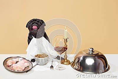 Portrait of happy aristocratic pug, breed dog sitting on table with different delicious meals, glass of wine over beige Stock Photo