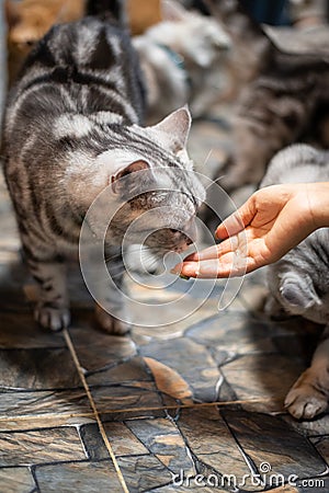 Portrait happy cat Scottish. Funny large longhair gray kitten with beautiful big eyes sit on table Stock Photo