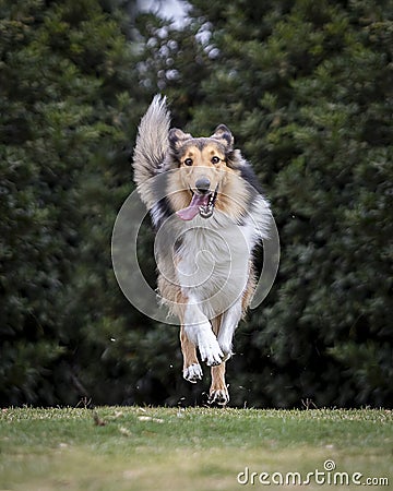 Portrait of happy collie dog running and jumping outside in nature Stock Photo