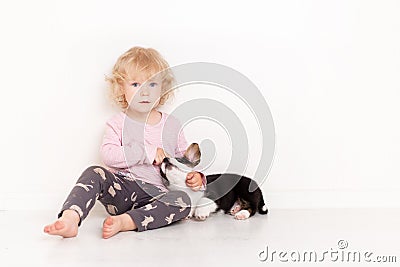 Portrait of a happy curly cute Caucasian little girl at home with a welsh corgi cardigan puppy playing on the floor in Stock Photo