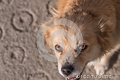Portrait of happy faced gold furred dog without pedigree posing to the camera Stock Photo