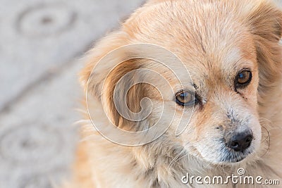 Portrait of happy faced gold furred dog without pedigree posing to the camera Stock Photo