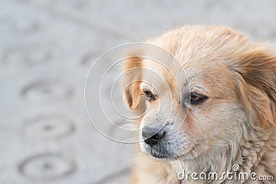 Portrait of happy faced gold furred dog without pedigree posing to the camera Stock Photo