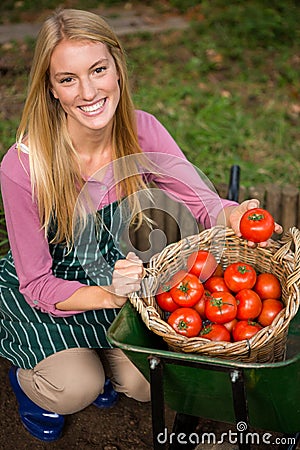 Portrait of happy gardener looking at fresh tomatoes in basket at garden Stock Photo