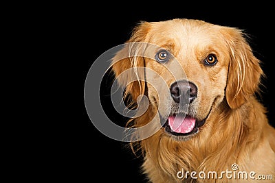 Portrait Happy Golden Retriever Dog Over Black Stock Photo