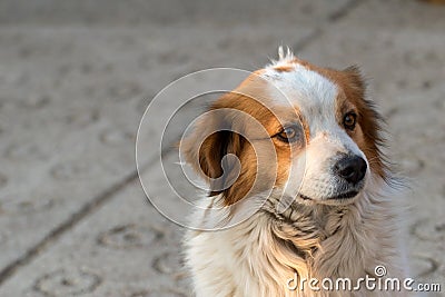 Portrait of a happy looking dog with white furr and brown spot in eye and ear area posing to the camera Stock Photo