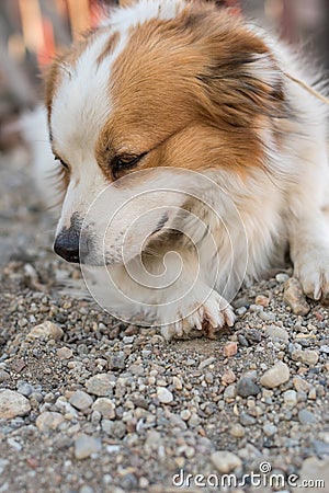 Portrait of a happy looking dog with white furr and brown spot in eye and ear area posing to the camera Stock Photo