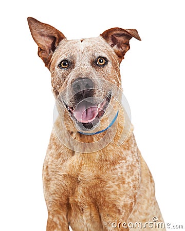 Portrait Happy Red Heeler Crossbreed Dog Stock Photo