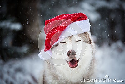 Portrait of happy Siberian Husky dog with closed eyes wearing santa claus hat in the winter forest on snow background Stock Photo