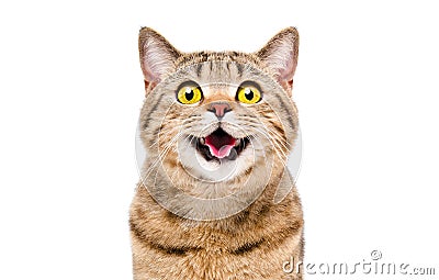 Portrait of a happy smiling cat Scottish Straight Stock Photo
