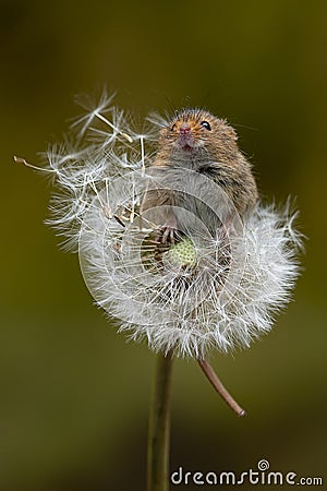 Portrait of a harvest mouse on a dandelion clock Stock Photo