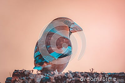 Portrait of a hawfinch perched on a branch with a blurred background. Portrait from behind Stock Photo